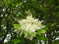 Fraxinus excelsior