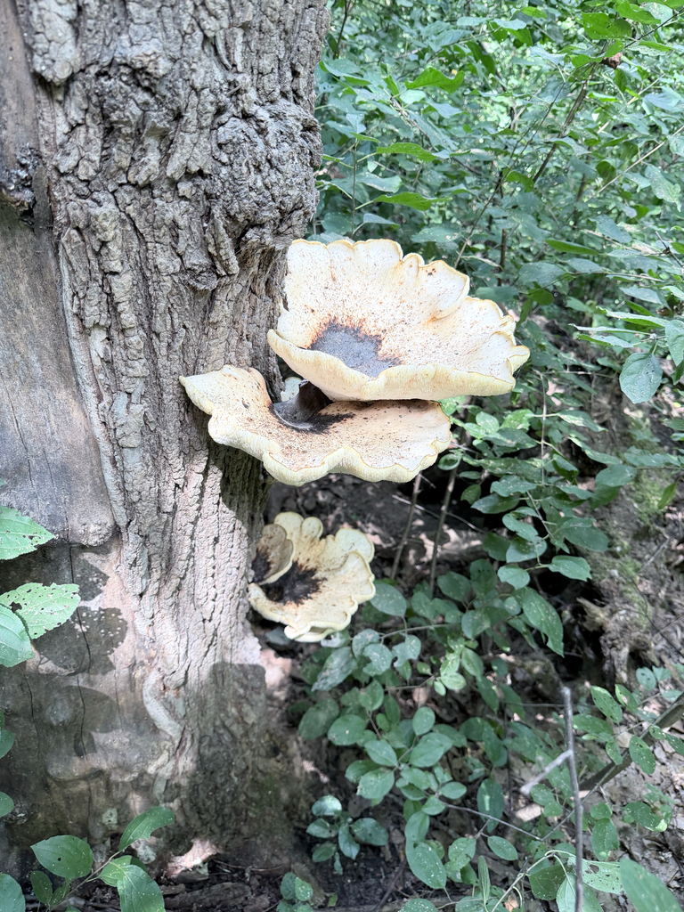 Dryad's Saddle · August 2026 · photo: Photo: (c) Erica Tava Johnson, some rights reserved (CC BY) · iNaturalist