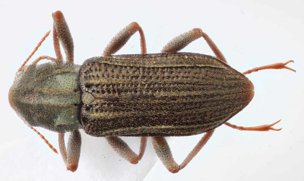 Stenelmis sexlineata