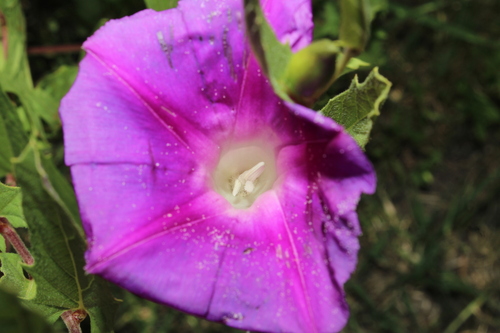 Ipomoea stans, photograph 2