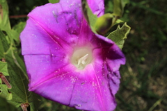 Ipomoea stans, photograph (c) Rodolfo Maximiliano Gutiérrez-Sánchez, some rights reserved (CC BY)