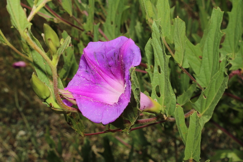 Ipomoea stans, photograph 1