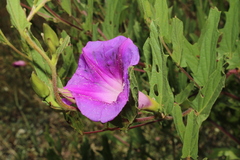 Ipomoea stans, photograph (c) Rodolfo Maximiliano Gutiérrez-Sánchez, some rights reserved (CC BY)