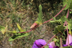 Ipomoea stans