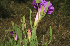Ipomoea stans, photograph (c) Rodolfo Maximiliano Gutiérrez-Sánchez, some rights reserved (CC BY)