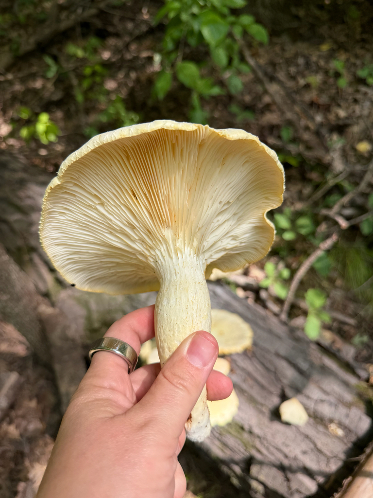 Lynx Paw Oyster · August 2026 · photo: Photo: (c) Erica Tava Johnson, some rights reserved (CC BY) · iNaturalist