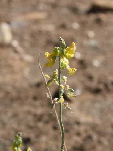 Crotalaria saltiana image