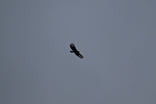 Long-crested Eagle