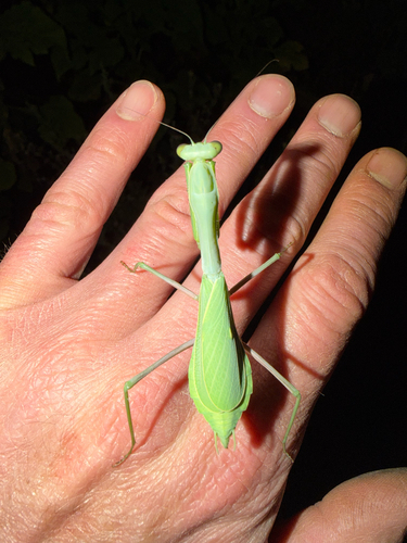 Arizona Mantis
