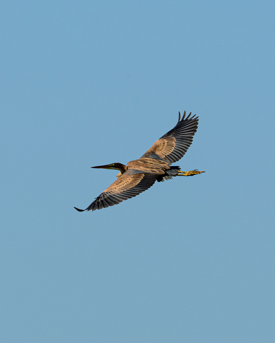 Purple Heron