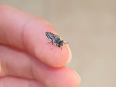 Megachile