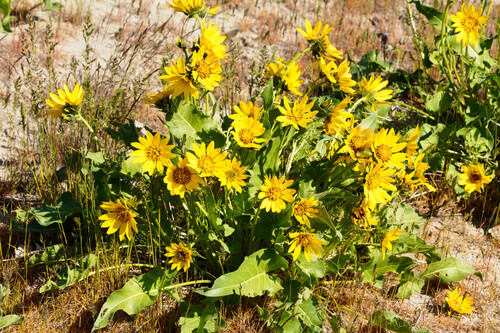 Balsamorhiza careyana, photograph 1