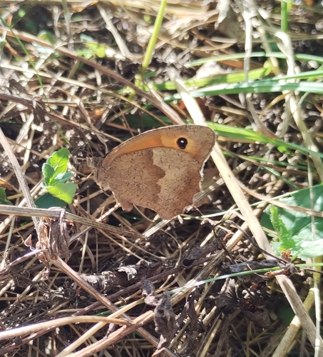 Meadow Brown