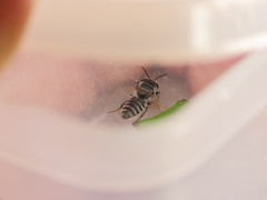 Megachile