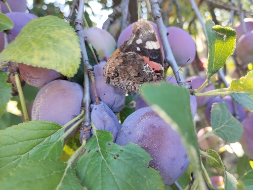 Red Admiral