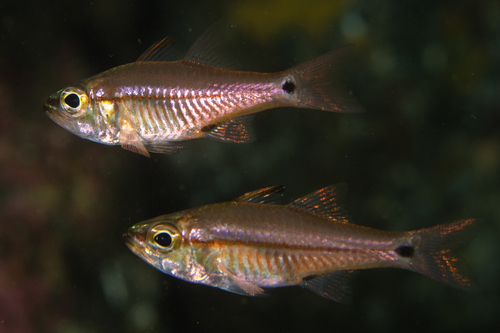 Ostorhinchus lineomaculatus observed 2018-02-19
