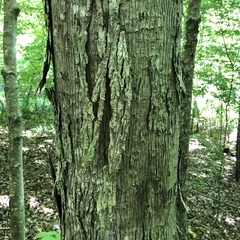 Carya carolinae-septentrionalis