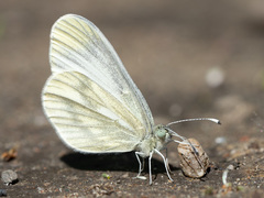 Leptidea