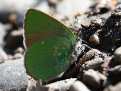 Callophrys rubi