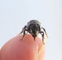 Megachile