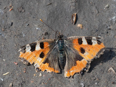 Aglais urticae