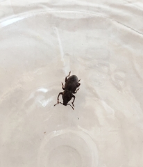 Psallidium