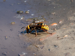 Vespa crabro