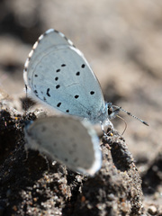 Celastrina argiolus