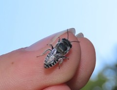 Megachile