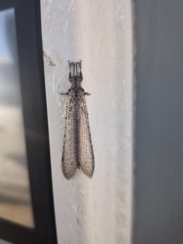 Paranthaclisis hageni