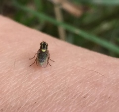 Chlorops pumilionis