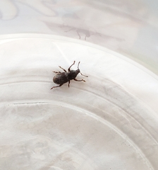 Psallidium