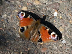 Aglais io