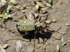 Cicindela campestris