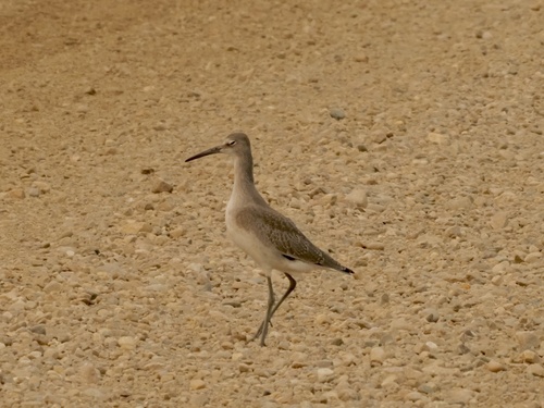 Willet