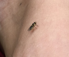 Chlorops pumilionis