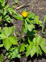 Trollius asiaticus