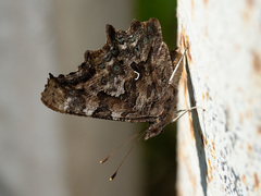 Polygonia c-album