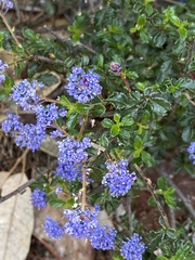 Ceanothus foliosus