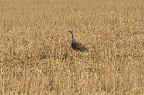 Sisón común (Tetrax tetrax)