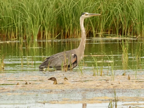 Great Blue Heron