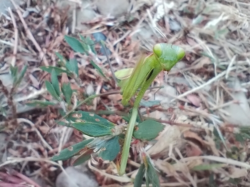 European Mantis