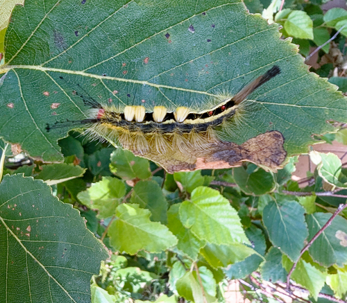 White-marked Tussock Moth