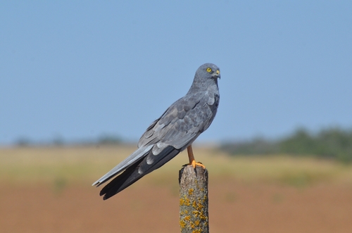 Aguilucho cenizo (Circus pygargus)