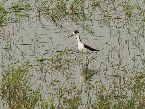 Black-necked Stilt
