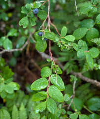 Vaccinium ovalifolium, photograph (c) Christian Back, some rights reserved (CC BY)