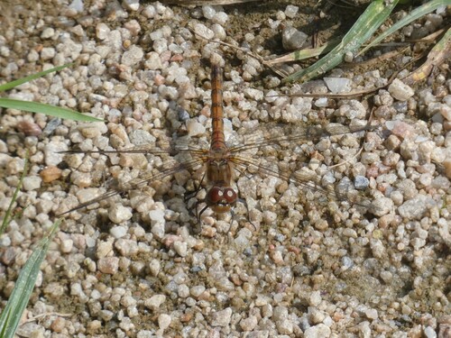 Common Darter