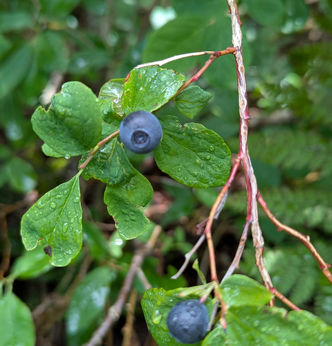 Vaccinium ovalifolium, photograph 3