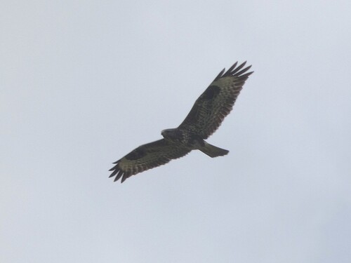 Common Buzzard