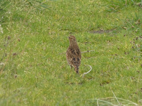 Eurasian Skylark